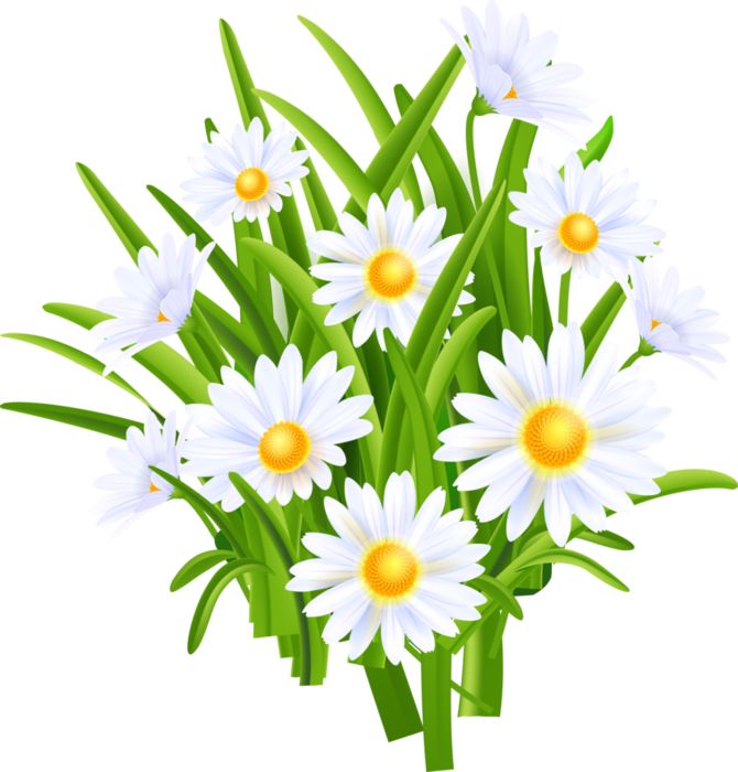 Средняя группа "Ромашка"